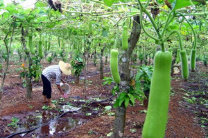 蔬菜種子瓠瓜栽培-<b>瓠 瓜 栽 培 技 術</b>