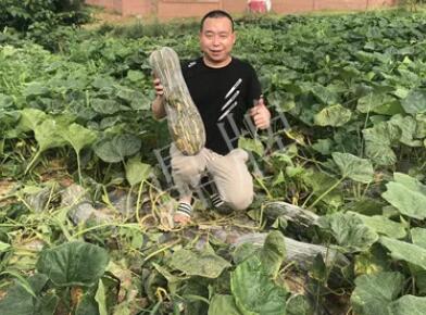 蔬菜種子種植戶客戶點評-“狗日的這個啷個…挨到都是”