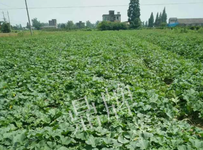 蔬菜種子種植戶客戶點評-今年秋季，什么甜瓜品種表現(xiàn)好？