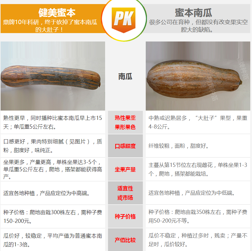 生吃都好吃南瓜新品種，沒(méi)有大肚子，肉質(zhì)更密致，農(nóng)戶試種下