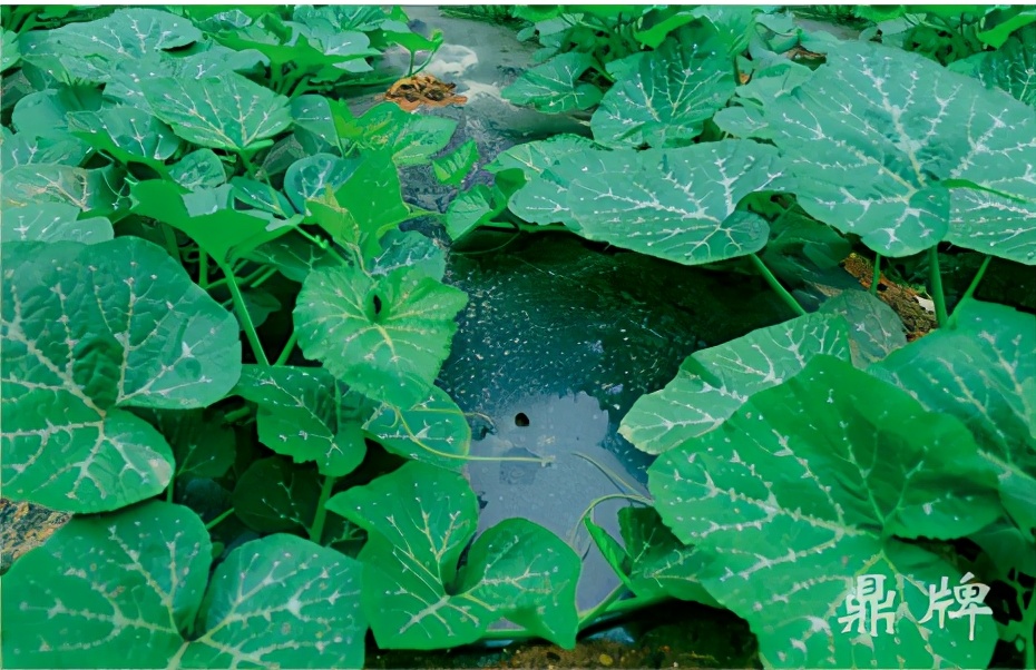 種這種綠葉菜，栽培輕松，畝產(chǎn)值過萬元，菜農(nóng)表示很劃算