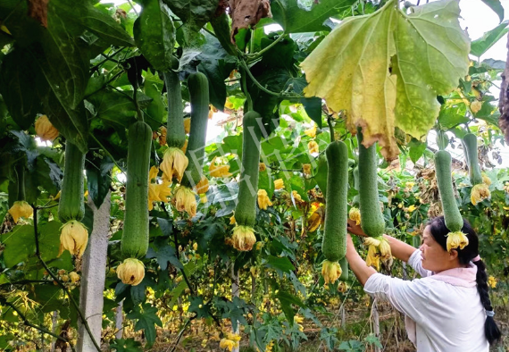 蔬菜種子種植戶客戶點(diǎn)評-8月，持續(xù)高溫下，這種絲瓜少見，少見！