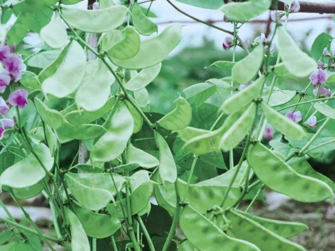 蔬菜種子種植戶客戶點評-鼎牌幫我度難關(guān)，決心助我大豐收！