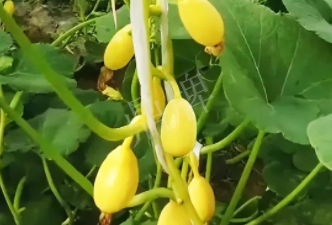 蔬菜種子種植戶客戶點評-一個特色品種種植戶的反饋，帶給大家的思考