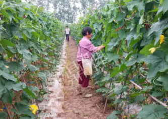 蔬菜種子種植戶客戶點評-85歲老奶奶，還是種植基地的領(lǐng)頭人，做的怎么樣？一起去看看…